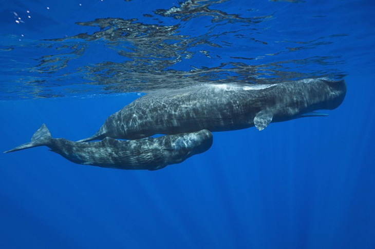 New Technology That Can Detect Sperm Whale’s Location and Protect It From Passing Ships
