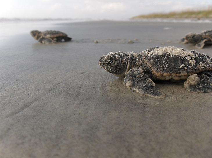 Loggerhead Turtle Nests Are At An All-Time High In Georgia Beaches