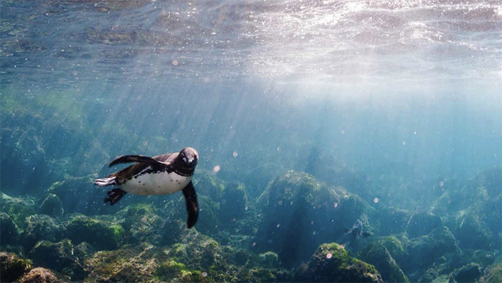 Swimmers Get Unexpected Visit From Playful Penguins And Sea Lions In The Galapagos Island