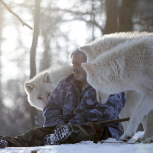 Wolves Became Man’s Best Friend Even Before Dogs, Studies Show