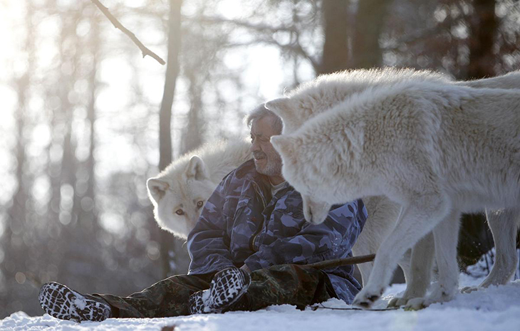 Wolves Became Man’s Best Friend Even Before Dogs, Studies Show