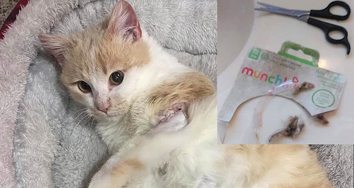 An Injured Cat Managed To Inspire An Entire Company To Move Mountains To Change Their Packaging