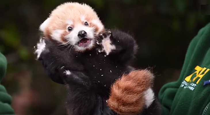 Miracle Cub Gives Hope To The Endangered Red Panda Species As World See First Glimpse Of ‘Little Red’