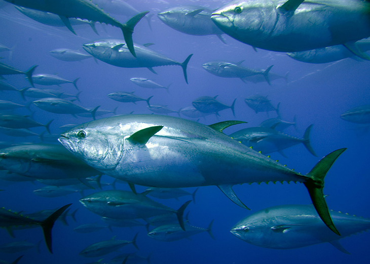 World’s Largest No-Catch Zone Is Proving Successful As Tuna Population Is Being Restored