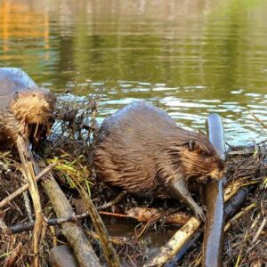 Dams Built By Beavers Protect Colorado Rivers As Well As Stave Off Climate Change