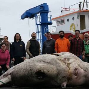 Giant Sunfish Breaks Guinness World Record For Heaviest Fish Ever Weighed