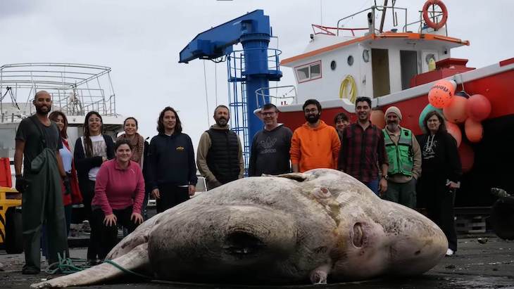 Giant Sunfish Breaks Guinness World Record For Heaviest Fish Ever Weighed