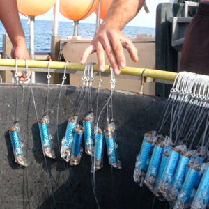 New Pulsing Device Made To Save Sharks From Getting Hurt On Fishing Hooks