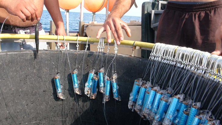 New Pulsing Device Made To Save Sharks From Getting Hurt On Fishing Hooks