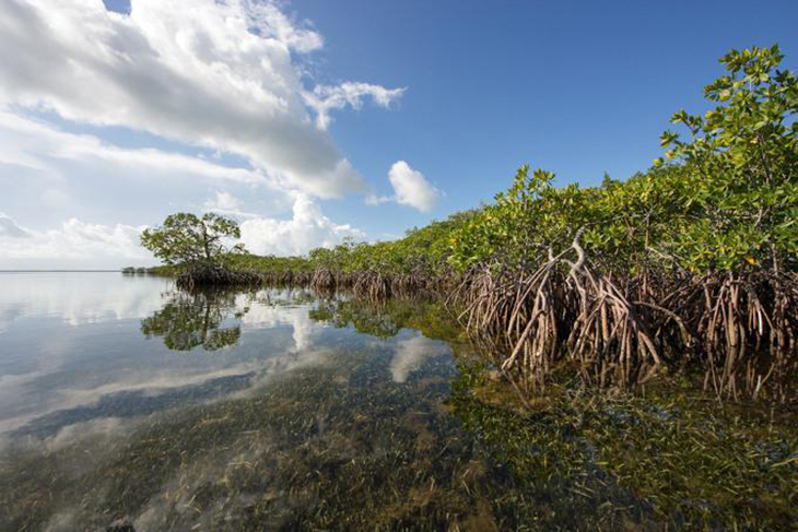 Mangrove Depletion Has Slowed Down To Near Negligible Worldwide