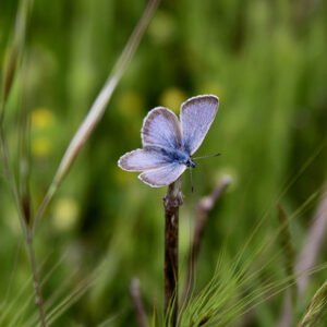 Lupine Extinction Averted From Saving Blue Butterfly Quadruples