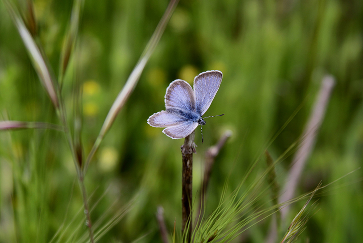Lupine Extinction Averted From Saving Blue Butterfly Quadruples