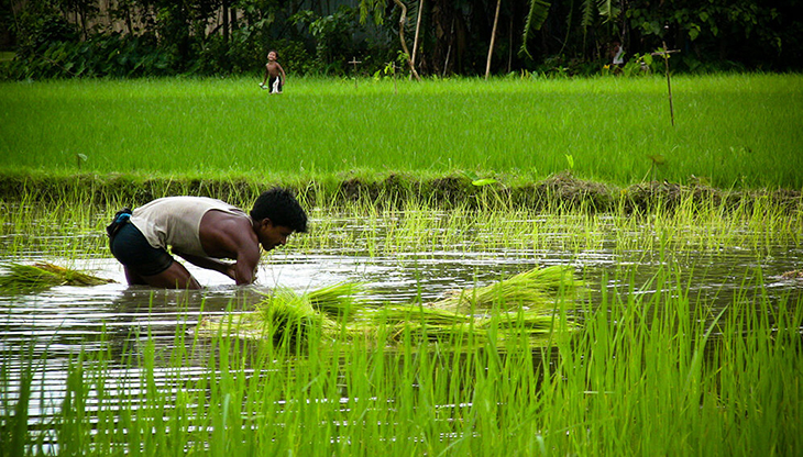 Simple Irrigation System Developed In Bangladesh Is Helping Them Reap Loads Of Rice, Even In Dry Season