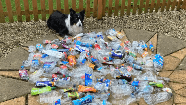 Intelligent Dog Helps Environment By Cleaning His Town And Collecting Plastic Bottles