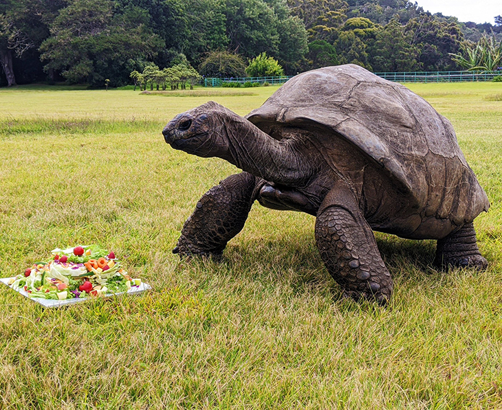 The Oldest Living Land Animal Born In The Early 1800s Just Turned 190 Years Old