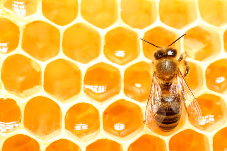 The First Every Honeybee Vaccine Approved By The United States