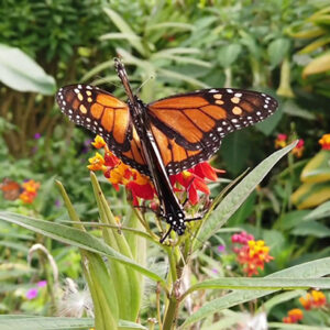 Monarch Butterfly Numbers Are Going Up, Proving Conservation Efforts Are Worth It