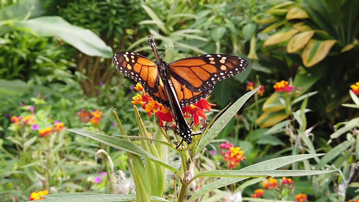 Monarch Butterfly Numbers Are Going Up, Proving Conservation Efforts Are Worth It