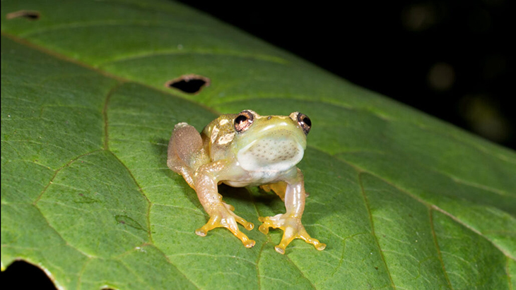 New Frog Species That Don’t Make The Usual Frog Noises Uncovered