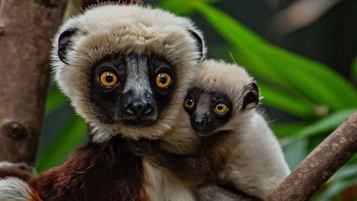 Dancing Lemur Finally Born, Considered A Landmark Moment
