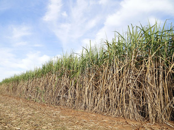 Sugarcane Toxins May Actually Be The Key To A New Antibiotic