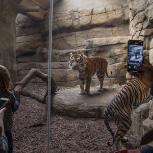 Conservation Zoos May Play A Role In Reversing Extinction