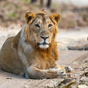 Lions In India Get New Sanctuary 100-Kilometers Away After Population Grows Exponentially