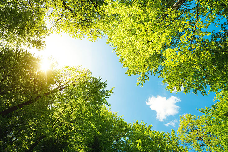 Scientists Find New Way To ‘Hack’ Photosynthesis To Produce Renewable Energy