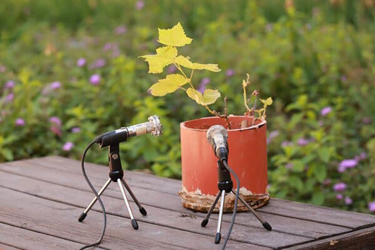 Microphone Reveals The Many Noises Each Species Of Plants Make