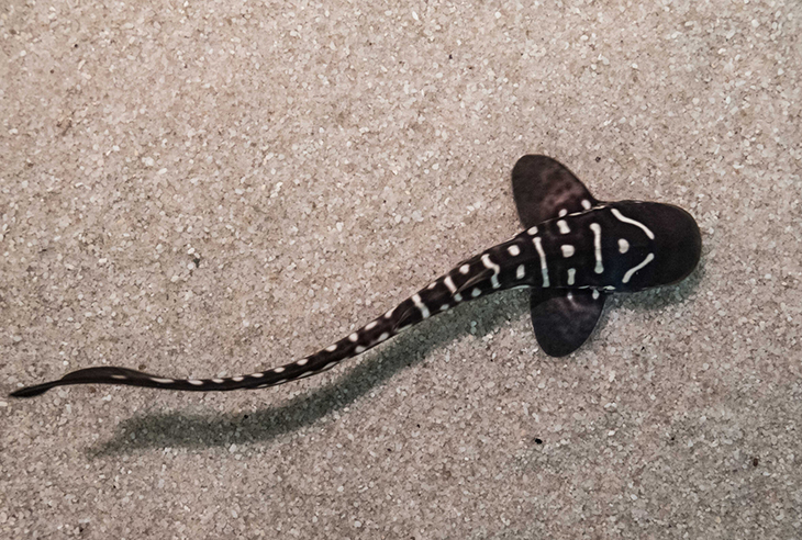 500 Zebra Sharks Freed And Rewilded Into The Ocean
