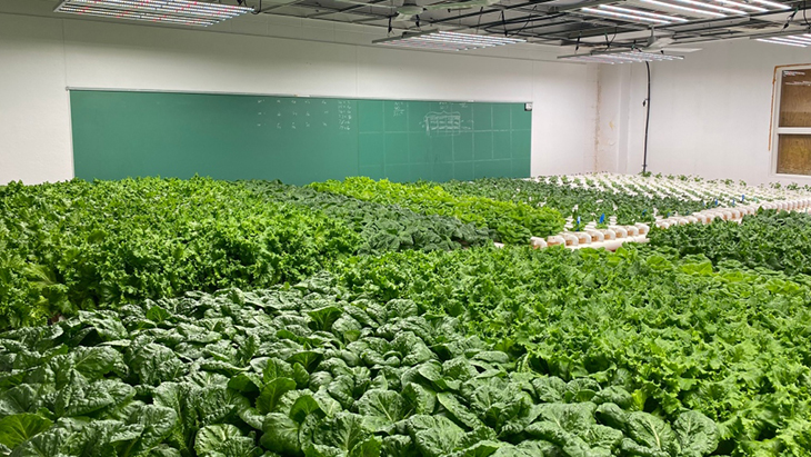Hydroponic Farm Located In A Converted Old School Big Enough To Supply Food For The Town