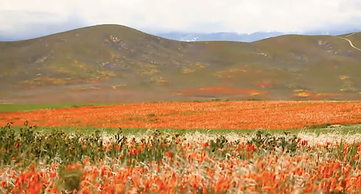 California’s Desert Superbloom After Spring Rainstorms Is So Huge, You Can See It From Space