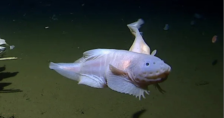 Researchers Get Video Of Deepest Fish Ever Recorded Around 5 Miles Below Surface Near Japan