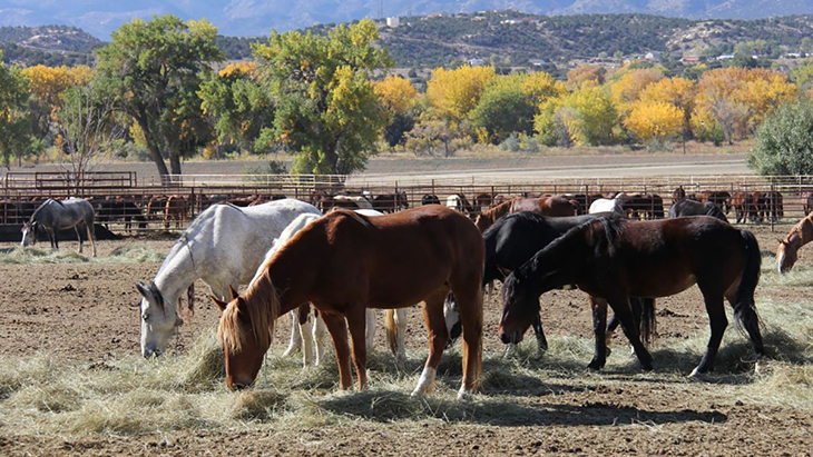 Colorado Wild Horse Protection Bill Passes After Garnering Strong Support From Politicians To Safeguard Mustangs