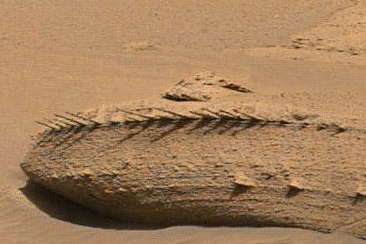 Bones On Mars? Mars Rover Captures Photos