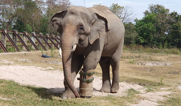 Elephant Provided With A Prosthetic Foot In Order To Walk Once More