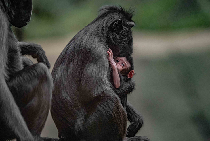 Zoo Employees Celebrate The Birth Of The Endangered Sulawesi Monkey