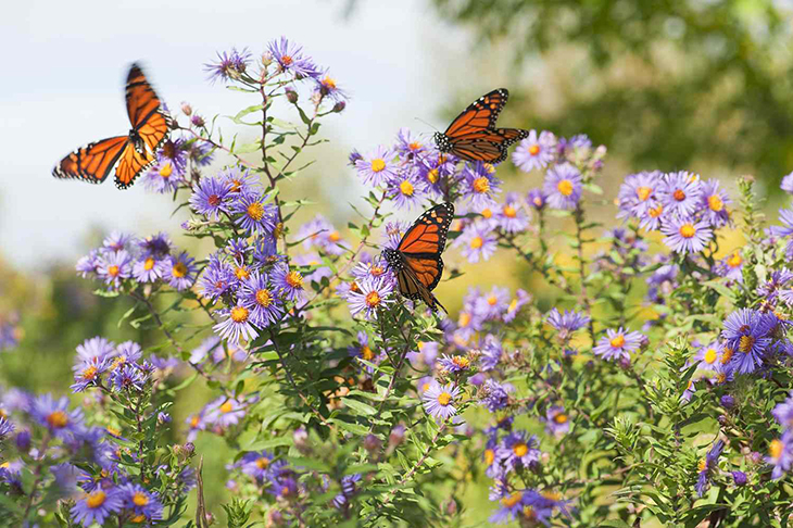 Butterfly Populations Grew 200% More In Gardens Than Anywhere Else