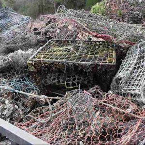 Initiative To Clean Up Abandoned Fishing Traps From The Gulf Help Solve Issue Of ‘Ghost Fishing’