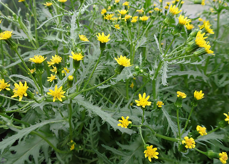 Botanists Grow The York Groundsel Flower Back From Extinction – And This Literally Changes The Future