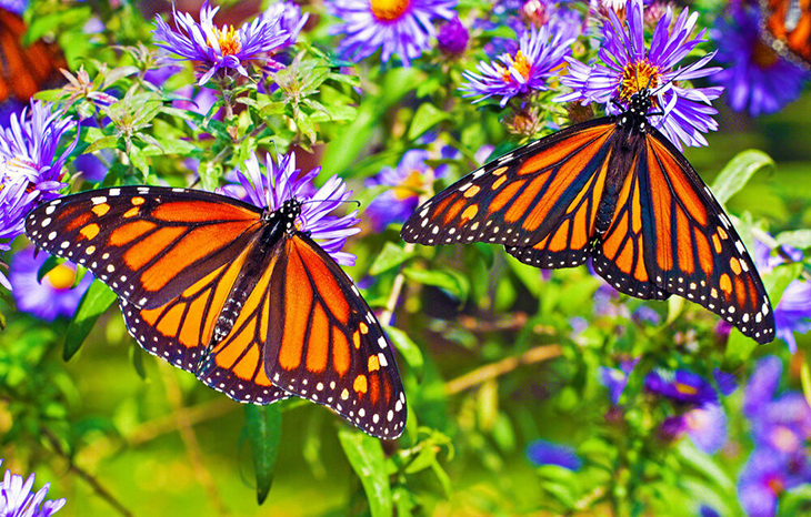 The White Spots On The Great Butterfly Monarch’s Wings May Have Contributed To Its Migratory Success