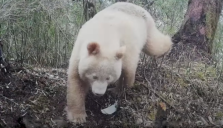 The Rare Albino Panda Sighting In China And It’s The Only One Of Its Kind