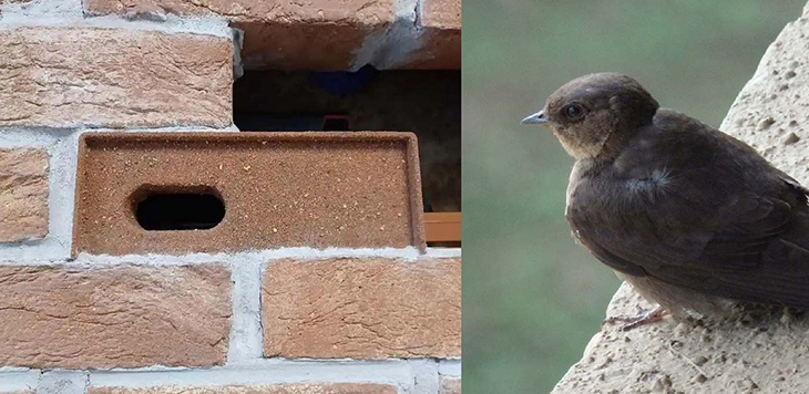 These UK Houses Are Incorporating “Swift Bricks” To Allow Birds To Make Nests Within Them