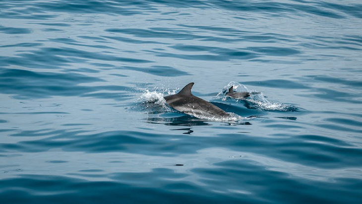 Mommy Dolphins Use ‘Baby Talk’ With Their Calves, Almost Like Humans Do
