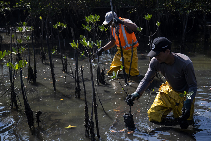 From Landfill To Mangrove Forest – How Rio de Janeiro Restored Nature