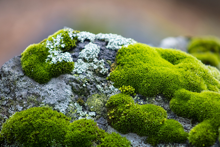 New Study Finds That Moss Can Absorb 6 Times More CO2 Than Other Plants