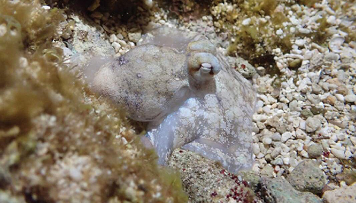 Can Octopuses Dream? New Study Shows That They Probably Do