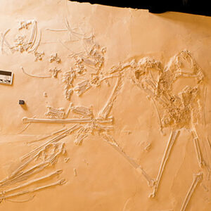 Pterosaur Called Elvis Because Of Its Bony Chest That Resembles A Coiff