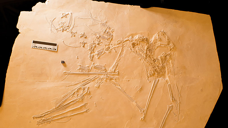 Pterosaur Called Elvis Because Of Its Bony Chest That Resembles A Coiff