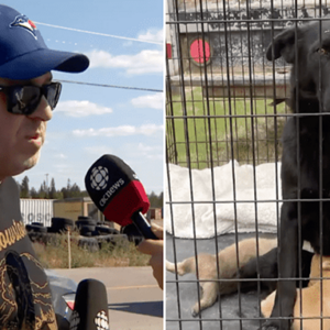 Heroic Man Saves Dozens Of Pets In The Canadian Northwest Territories